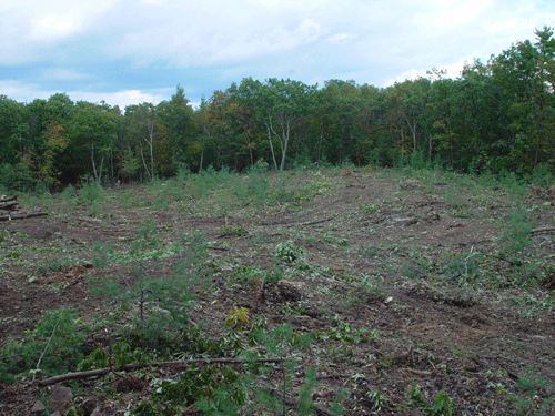 School Building Site